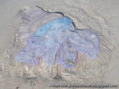 Jellyfish (Class Scyphozoa)