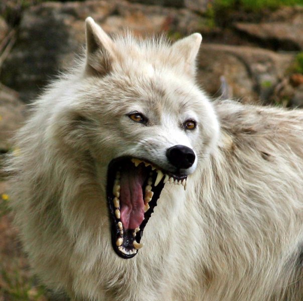 What is an albino wolf?