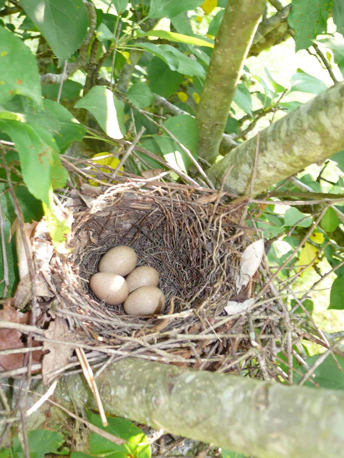 Triangle Naturalist BACKYARD NATURE Nesting Birds