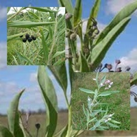 Hierbas Guia y Cura de enfermedades Duraznillo