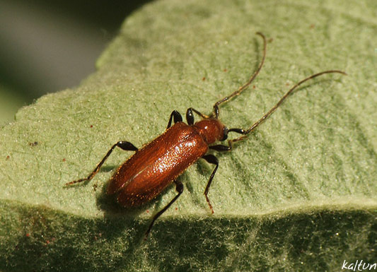 Wannabeomani Bugs Love Me