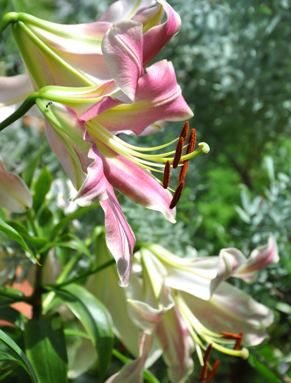 Three Dogs in a Garden Oriental Lilies in the Garden of Marion Jarvie