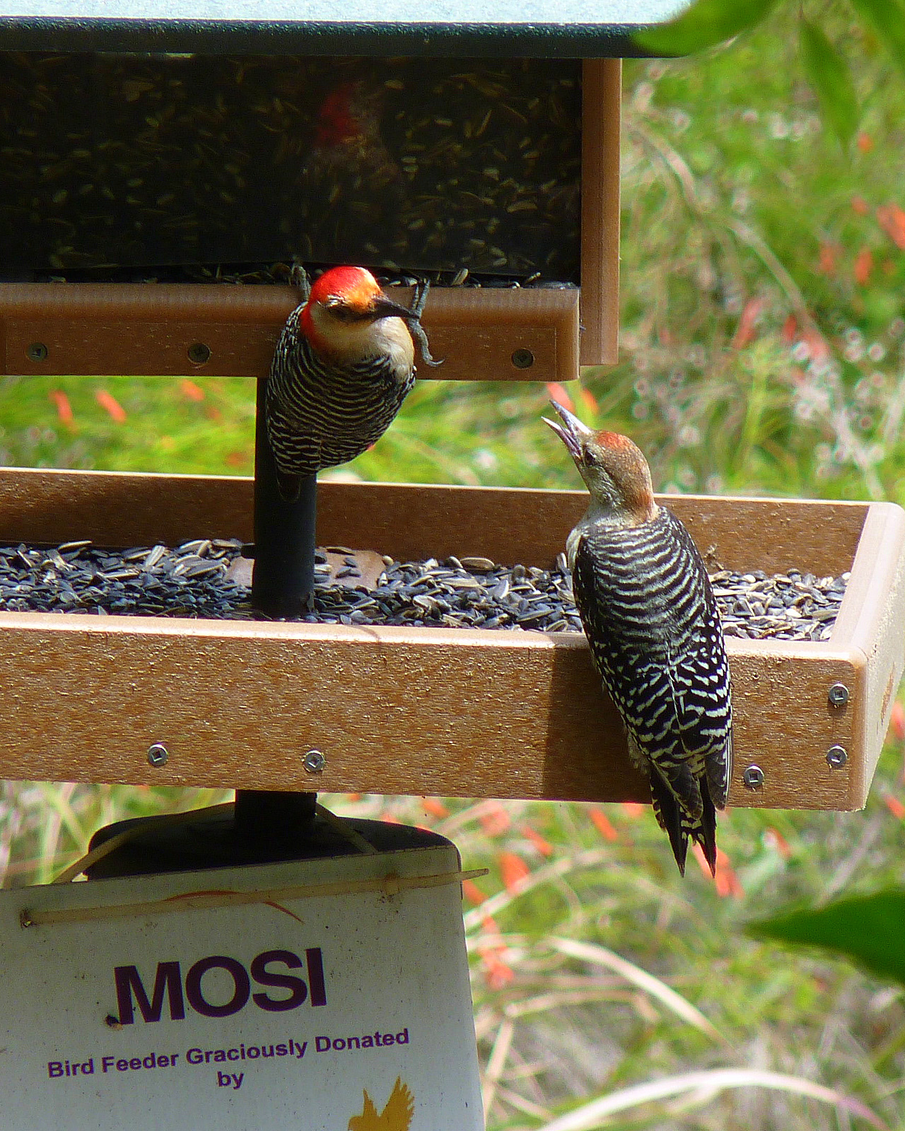 Mosi Outside Garden For Wildlife Food