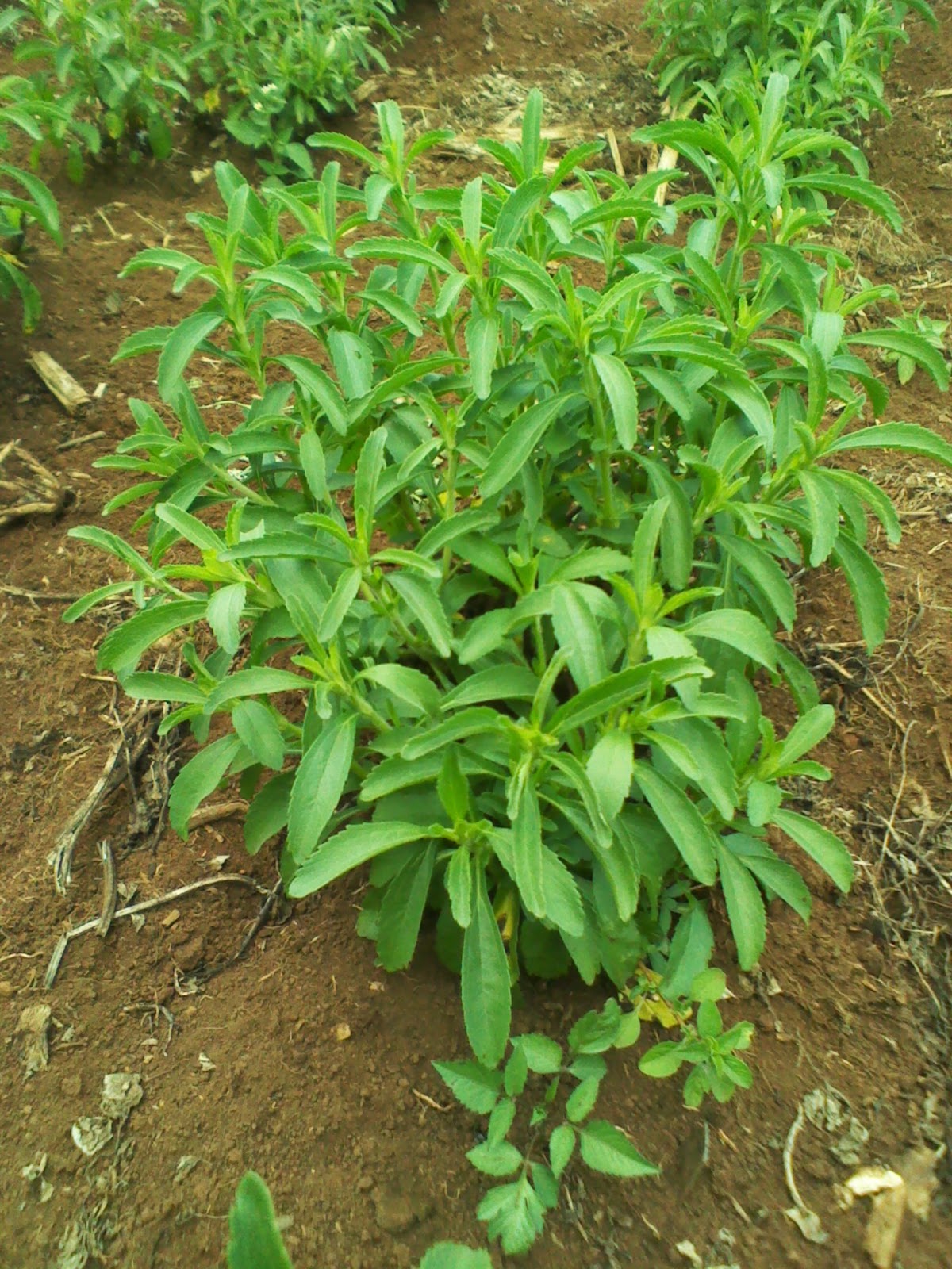 KILIMO SASA STEVIA GROWING IN KENYA