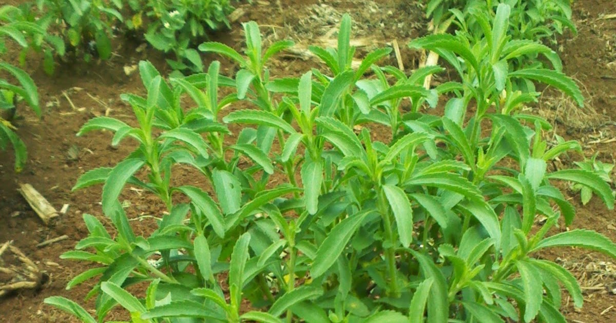 KILIMO SASA STEVIA GROWING IN KENYA