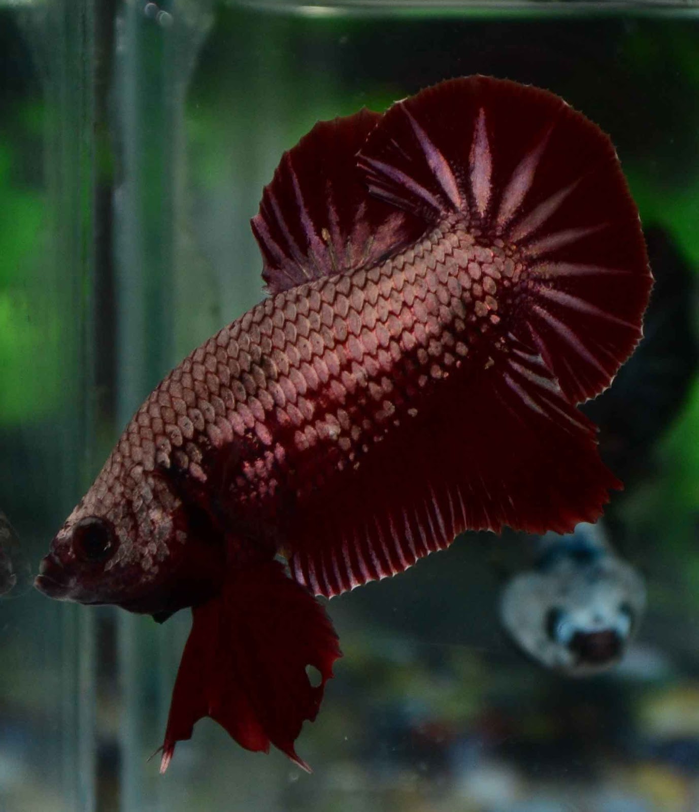 Betta Fish Afira October 2012