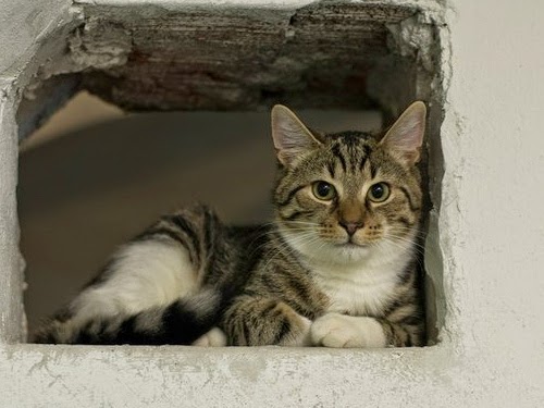 Эрмитаж раздает котов в добрые руки Эрмитаж раздает котов в добрые руки