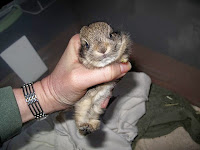 Baby bunny, Mary Cummins, Animal Advocates, wildlife rehabilitation, Los Angeles, Califoria