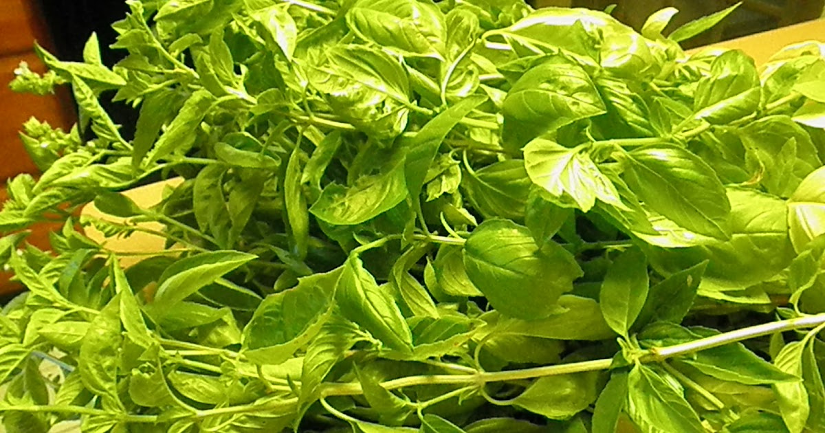 Princess Approved a place for sharing My Favorite Ways to Harvest Basil