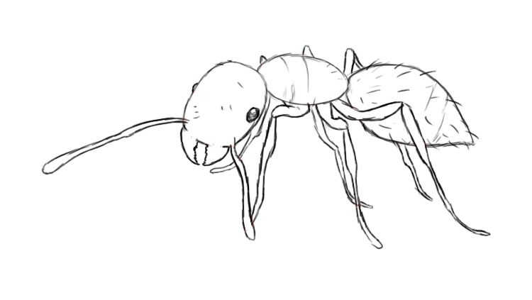 Draw Ant