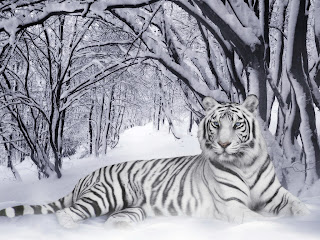 http://2.bp.blogspot.com/-JFIphhCSDfs/Tie_5021JII/AAAAAAAARl8/knUBBjzeOhQ/s320/White-Tiger-Wallpaper.jpg