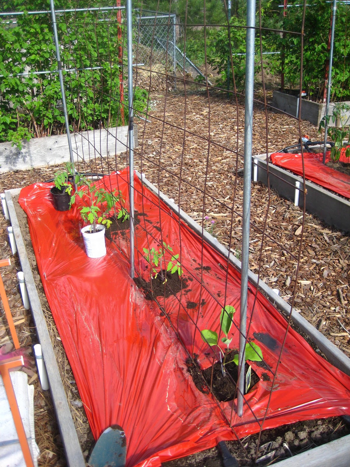 Susan's In the Garden Step by Step Planting tomatoes
