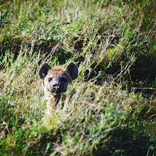 Hyena, Serengeti, Tanzania