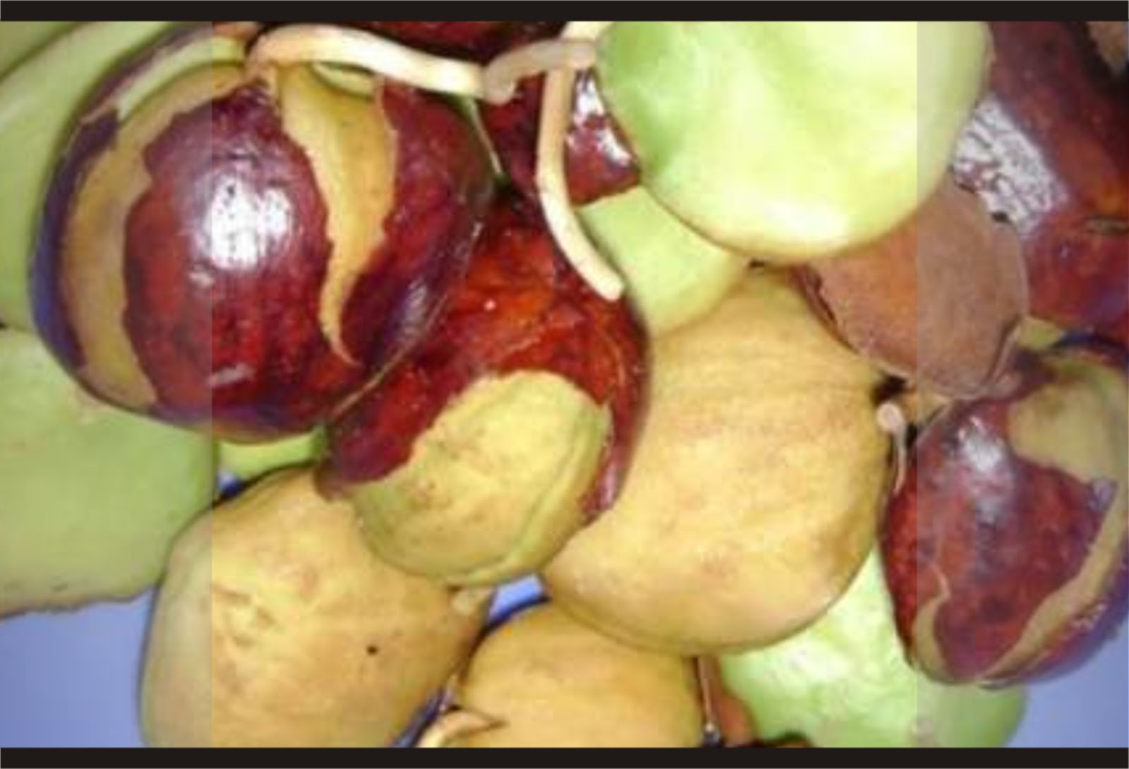 wow ini 5 Khasiat Jengkol Untuk Kesehatan | Bersosial.com