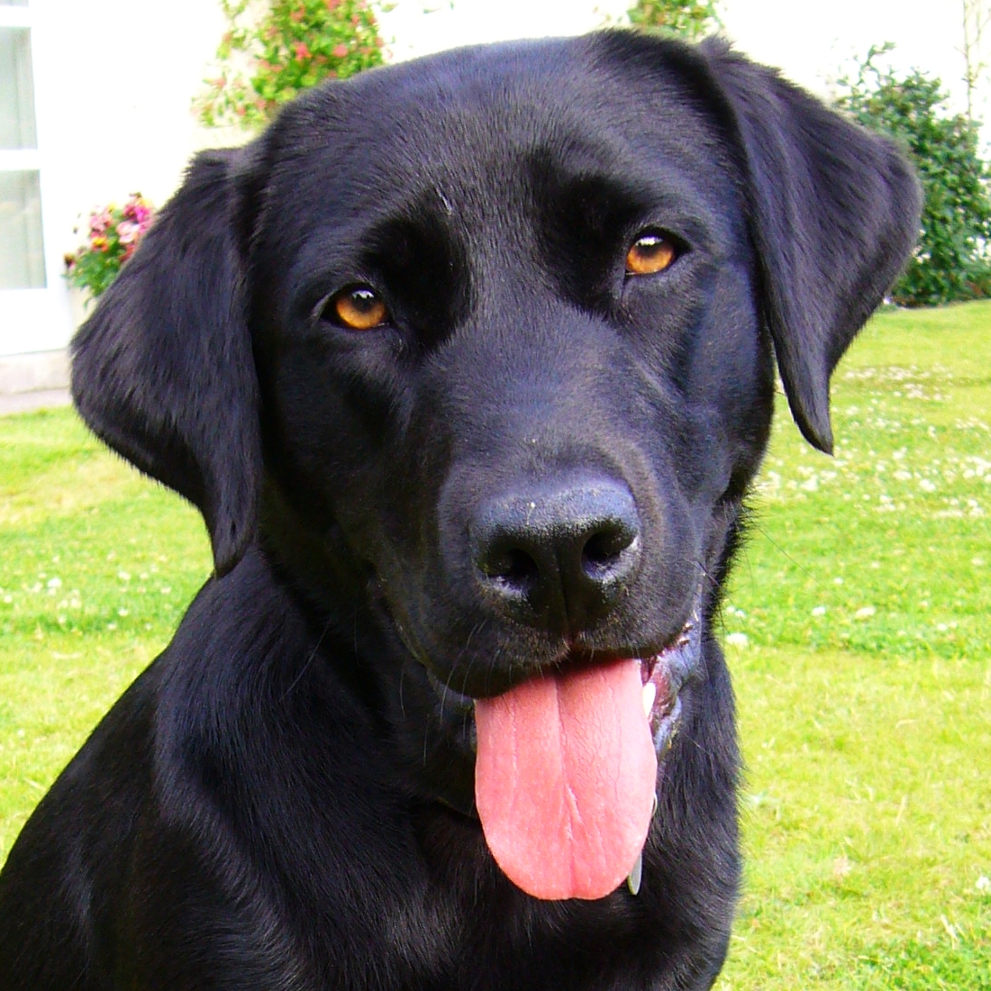 http://2.bp.blogspot.com/-JGMeWJEaHHs/Tkvfq81tN7I/AAAAAAAAAdk/J4kmBWjn7V4/s1600/Black_Labrador_Retriever_portrait.jpg