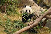 ocean park гонконг