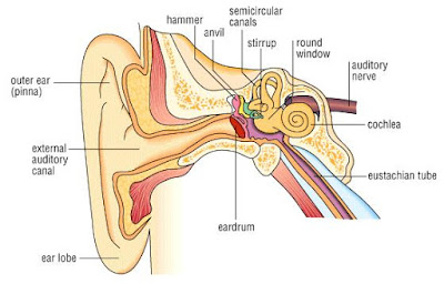 telinga dalam, tengah, luar