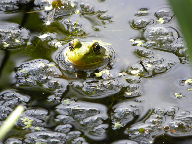 FROG ON THE BOG