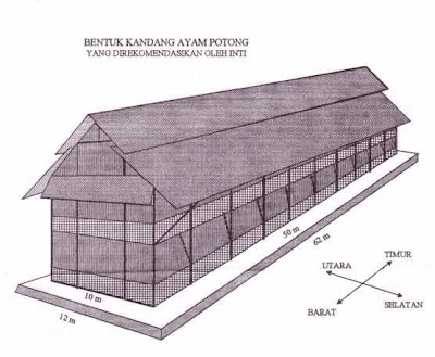 Blog Anak Rantau: Belajar Beternak Ayam Broiler 3 (