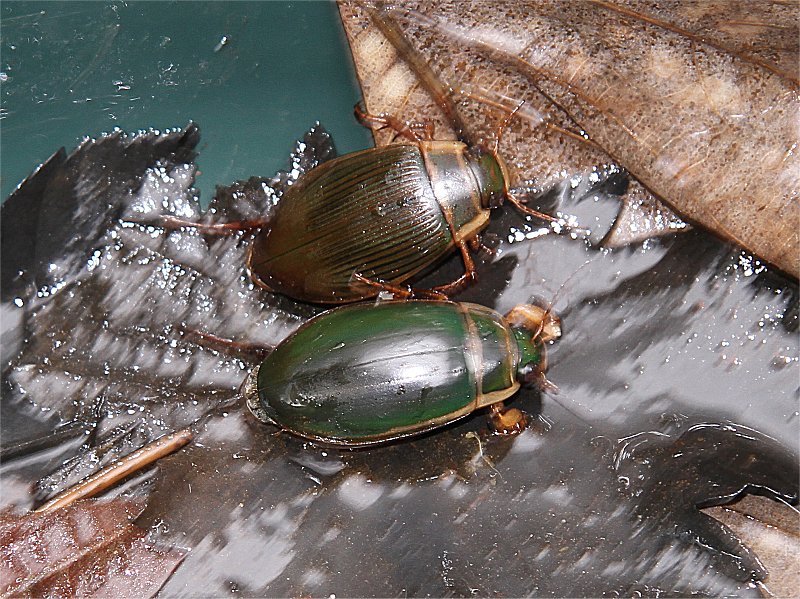 Murfs Wildlife Great Diving Beetle
