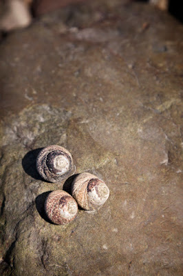 Three snails at Lynmouth harbour in Somerset by Martyn Ferry Photography