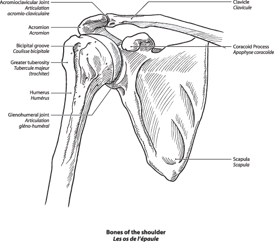 Shoulder and Elbow Surgery: Clavicle Fracture (Broken Collarbone