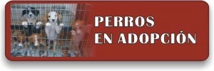 PERROS EN ADOPCION