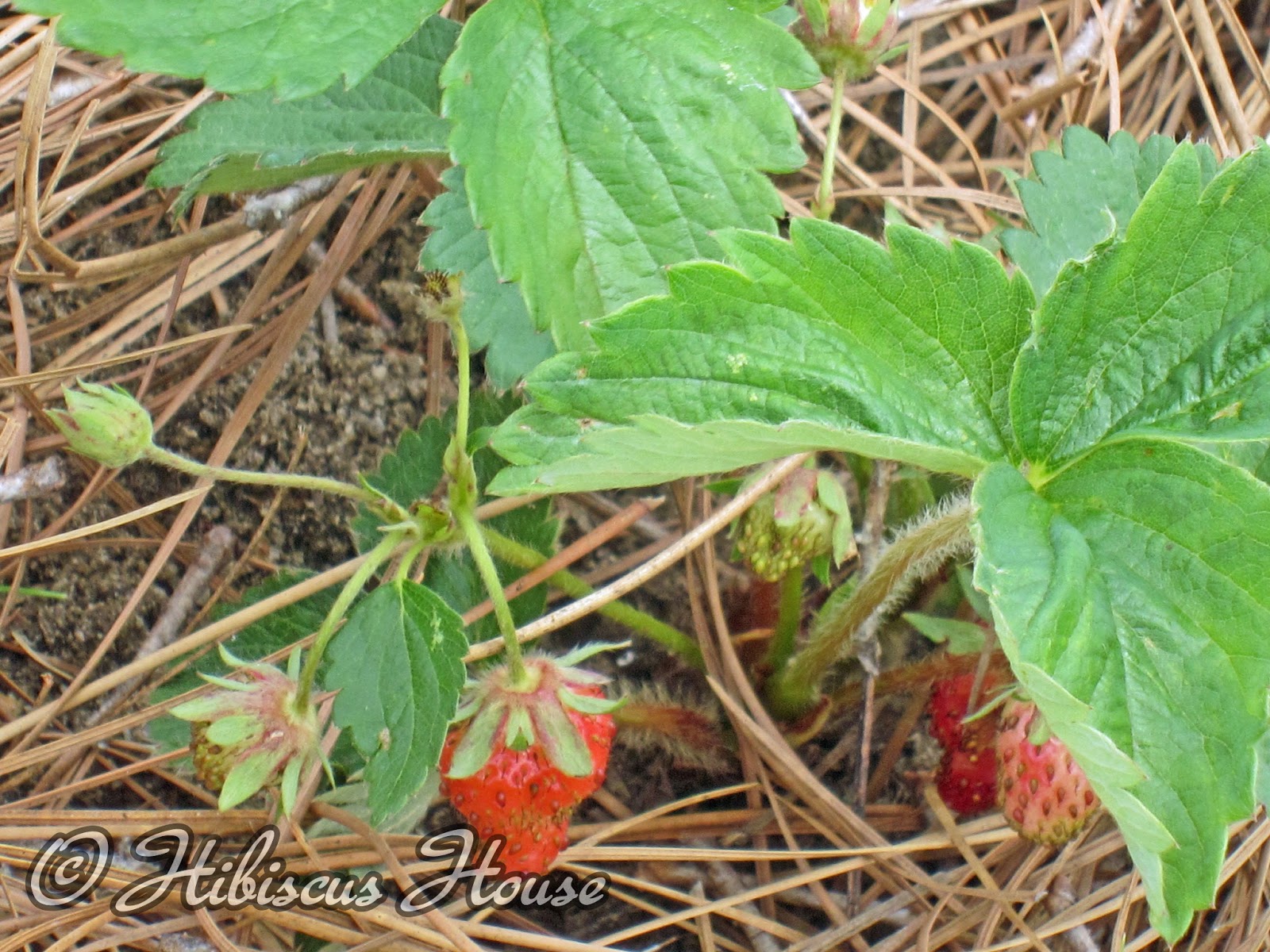 Hibiscus House Strawberry Patch & Wild Critter