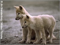 Arctic Fox Facts: Characteristics