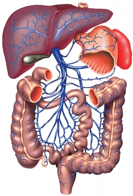 AcneCure Guide: Congested Liver and Acne