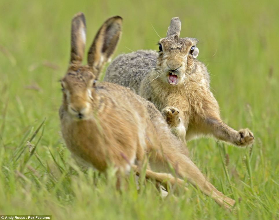 Dailypetfwd Stop Giving Me The Runaround Incredible Pictures Capture The Moment A Male Hare Gives Chase To Its Chosen Mate