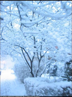 setos-y-ramas-cubiertos-por.la-nieve