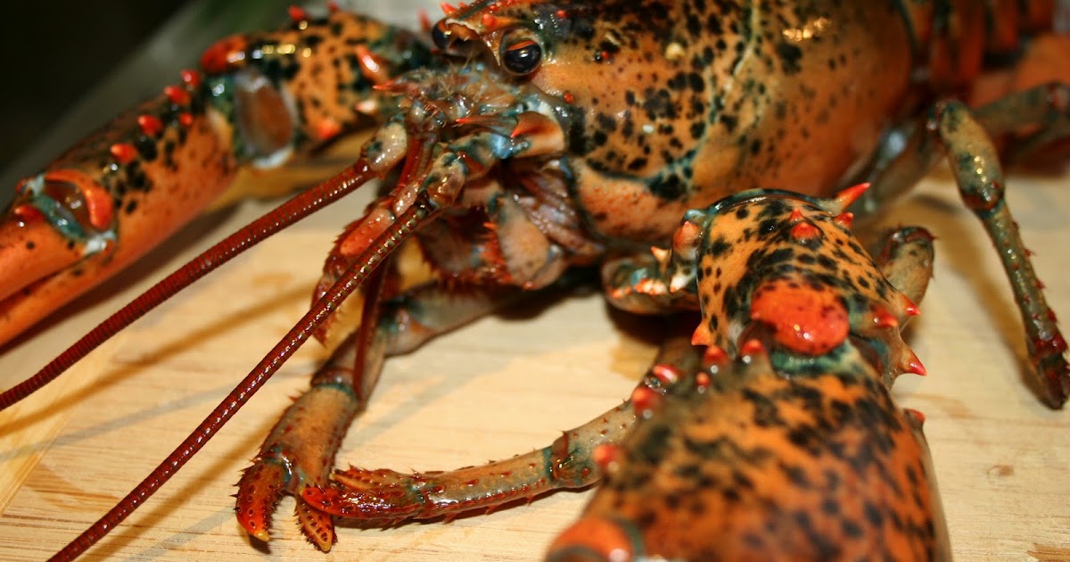 Lobster | The Biggest Animals Kingdom