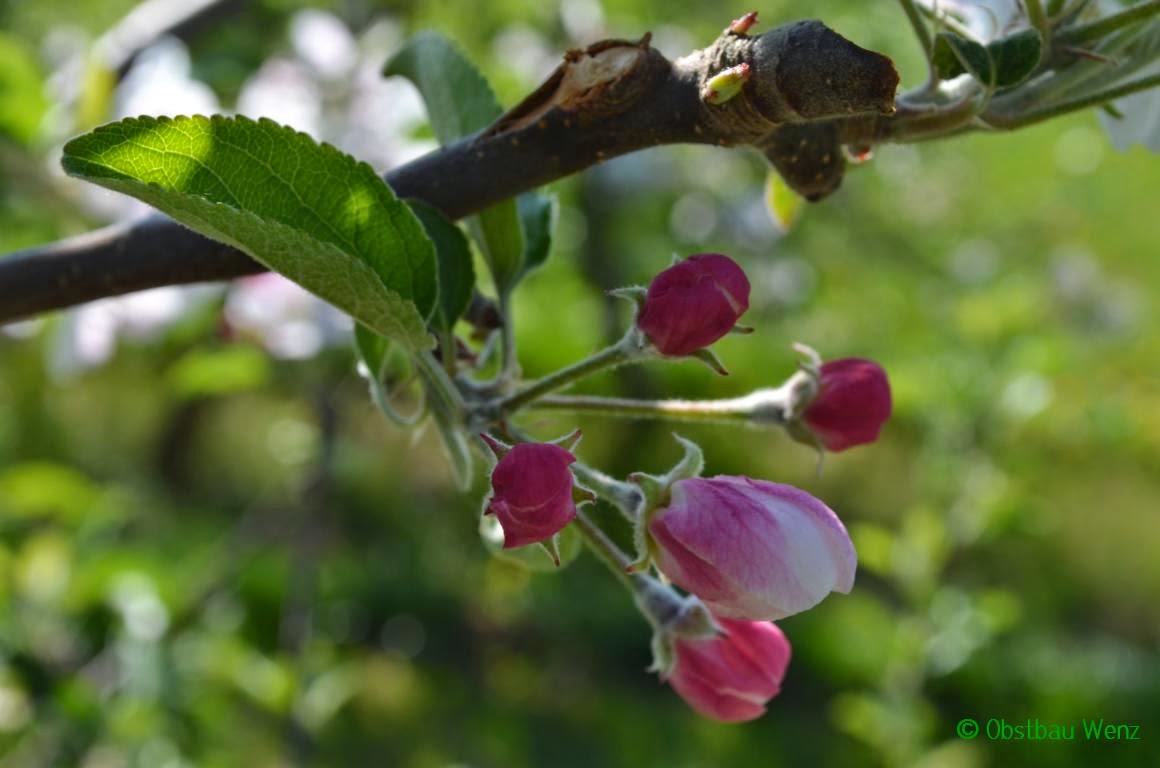 Apfelblüte