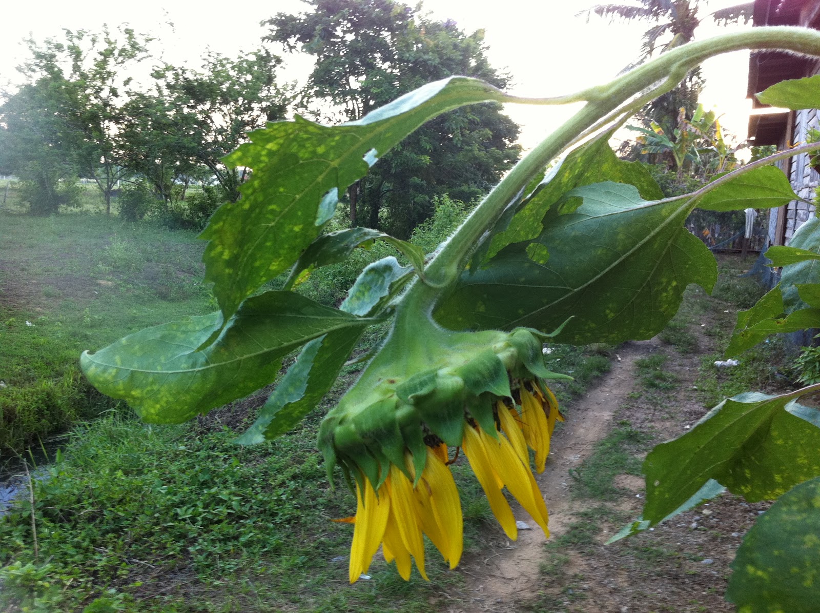My Experimental Garden Giant Russian sunflower