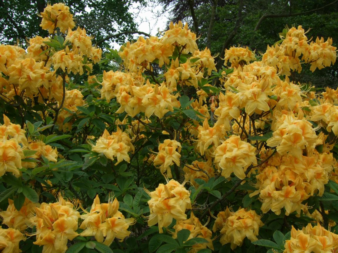 Alternative Eden Exotic Garden Azaleas at Kew Gardens