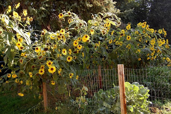 Sunflowers on my farm
