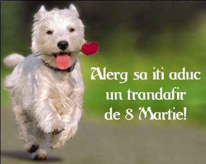 Poze 8 Martie