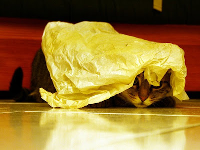 Cool Cats Hiding Seen On www.coolpicturegallery.us