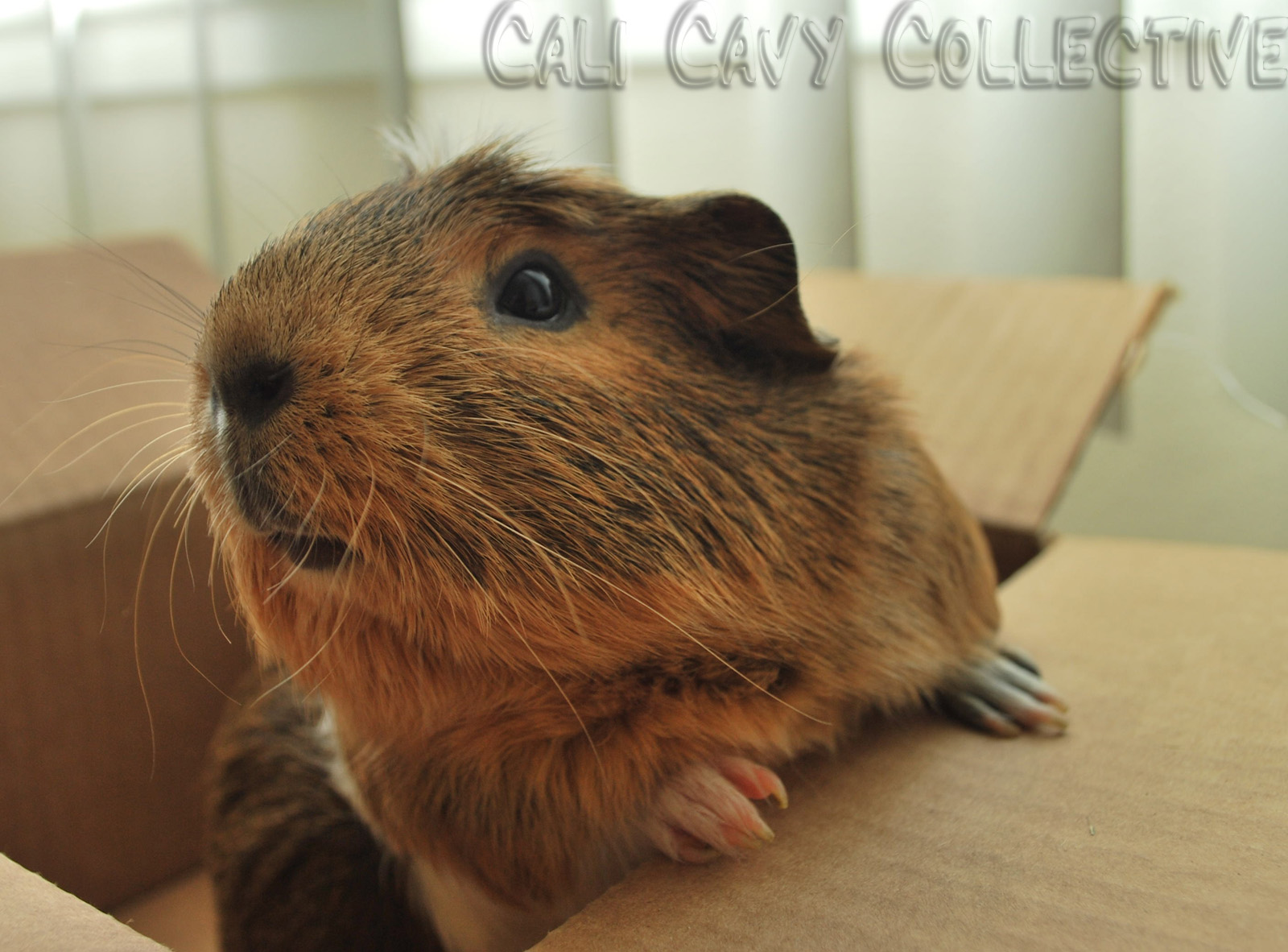 Cali Cavy Collective a blog about all things guinea pig Guinea Pig