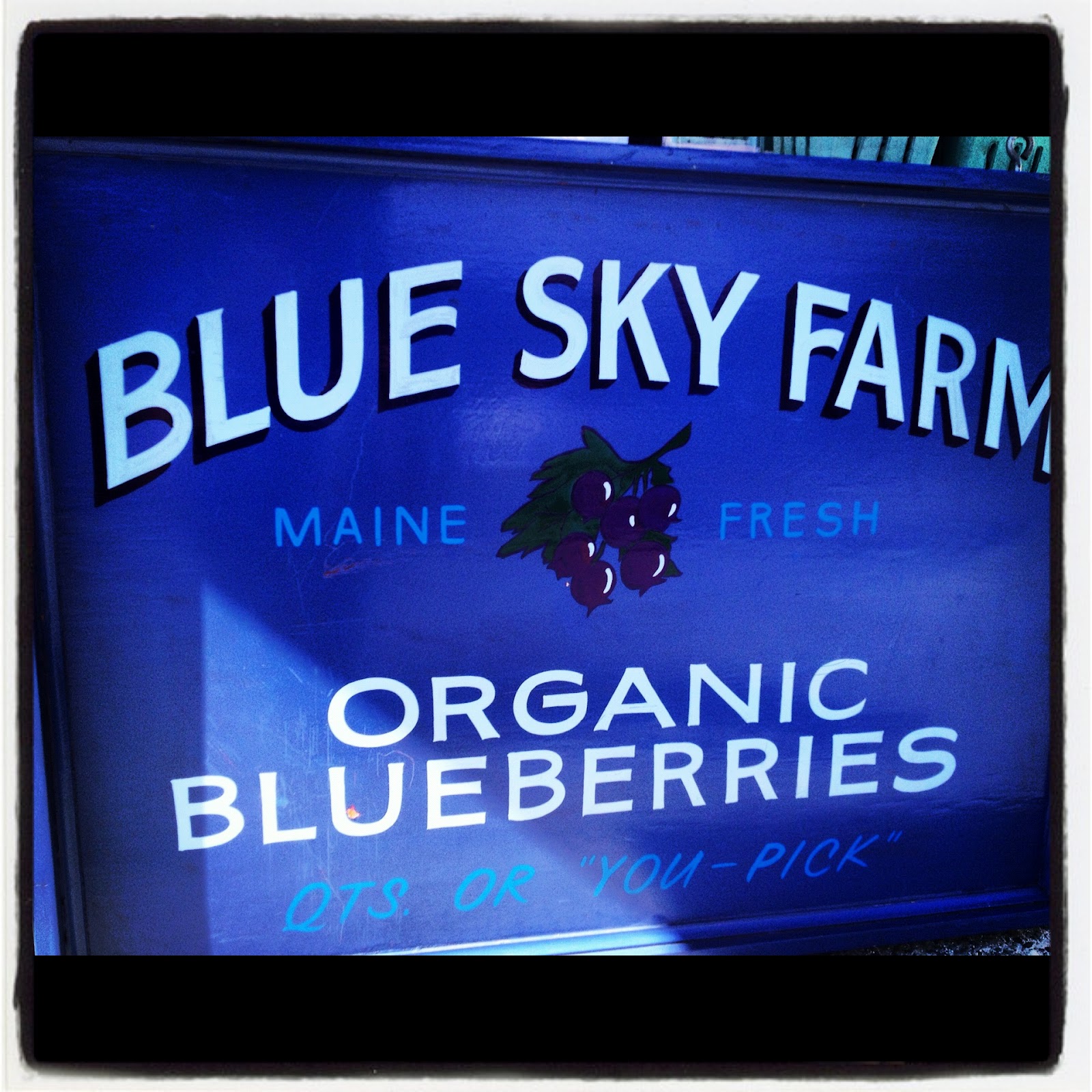 Have You Ever Picked A Carrot? Wild Maine Blueberries The King of Fruits