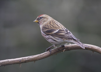 Lesser Redpoll