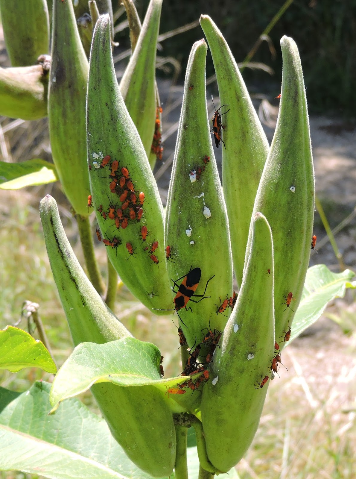 Springfield Plateau Milkweed Bugs
