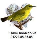 Chim Chao Mao, Chim Vanh Khuyen Vang