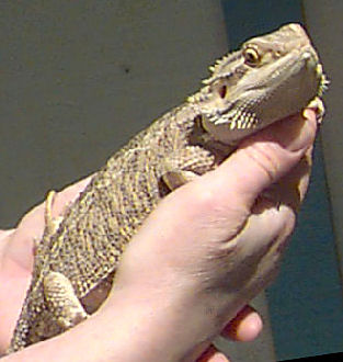 bearded-dragon-handling.jpg bearded-dragon-handling.jpg