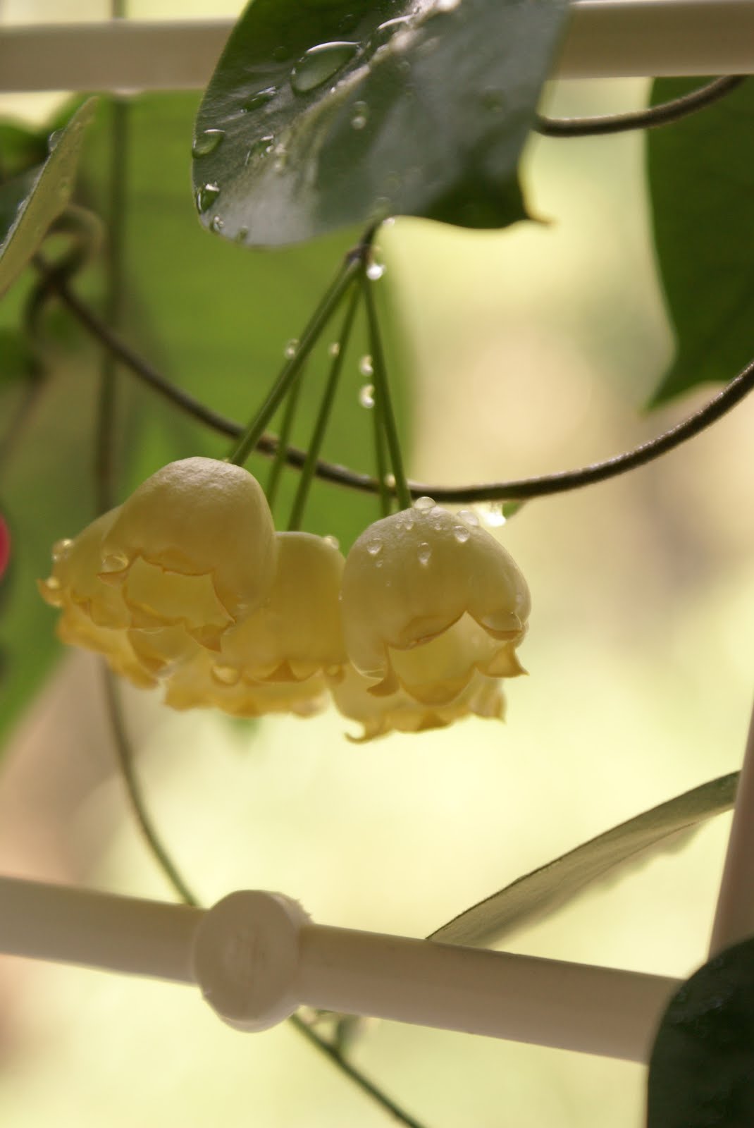 Hoya Inflata