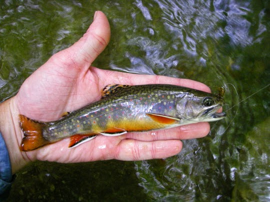 Great Smoky Mountains National Park brook trout on Lynn Camp Prong