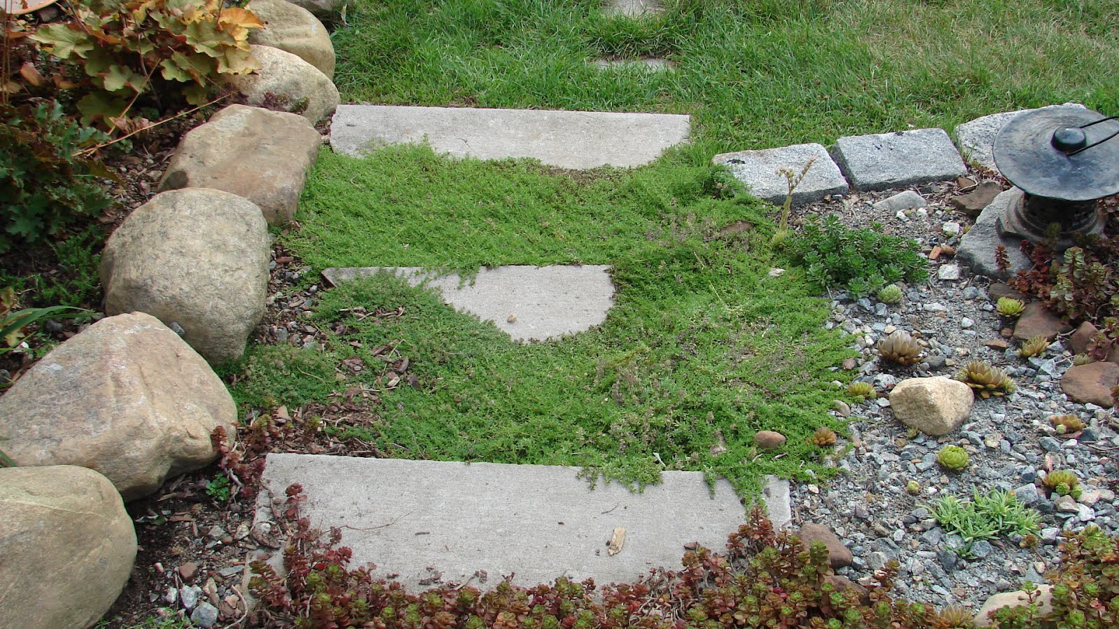 creeping lemon thyme