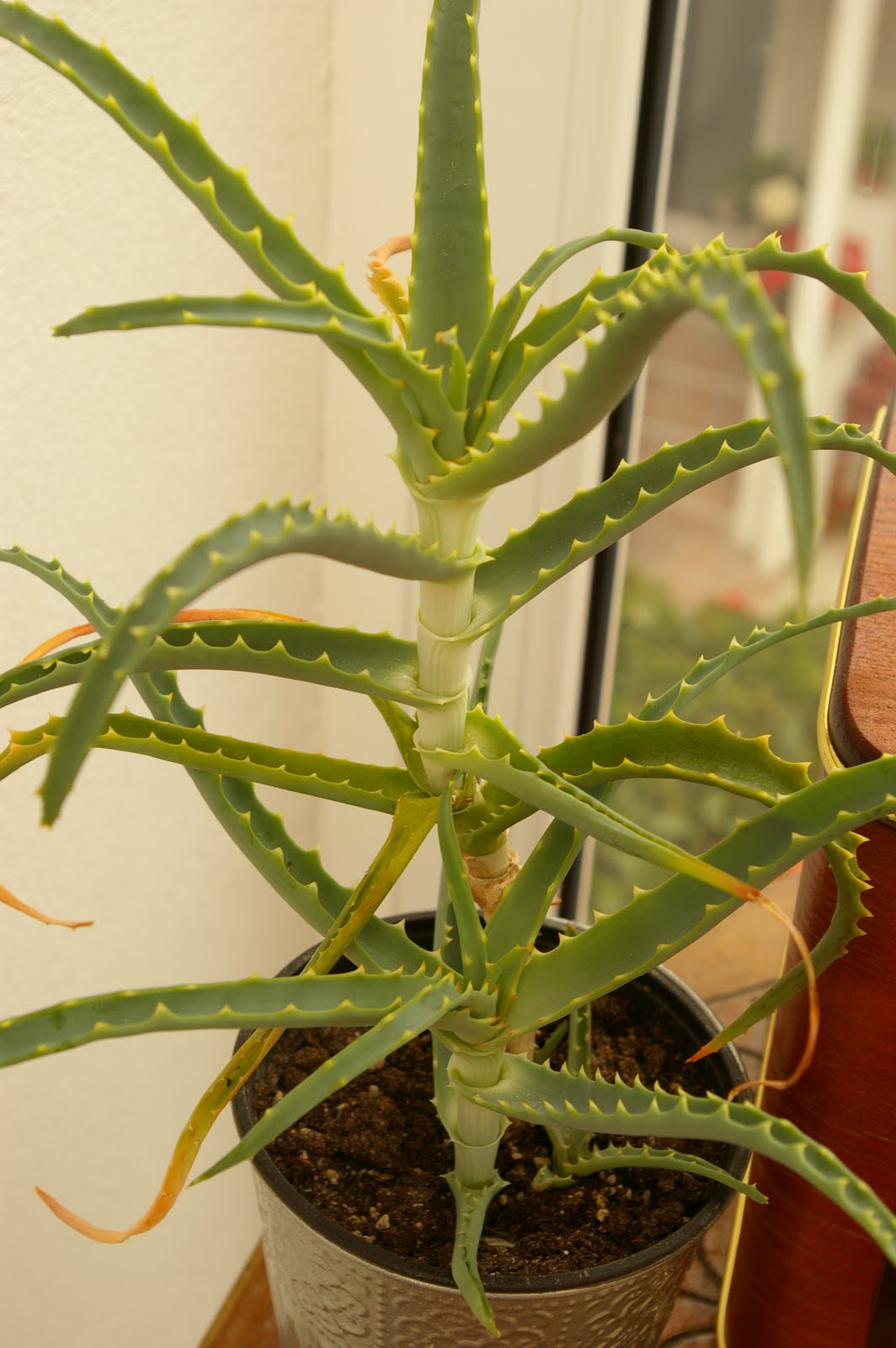 Aloe vera Aloes leczniczy| Zielony-Parapet
