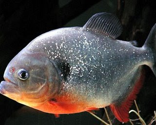 Gambar Ikan Bawal Gambar Ikan Bawal